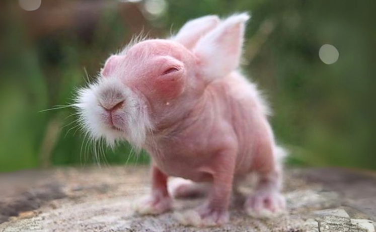 Rare Hairless Bunny Born in Countryside Farm — Locals Nickname It “Master Tuánfēng” (团风)